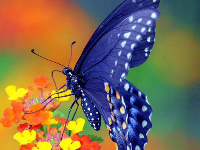 Все о бабочках в Владивостоке | ЗооТом портал о животных