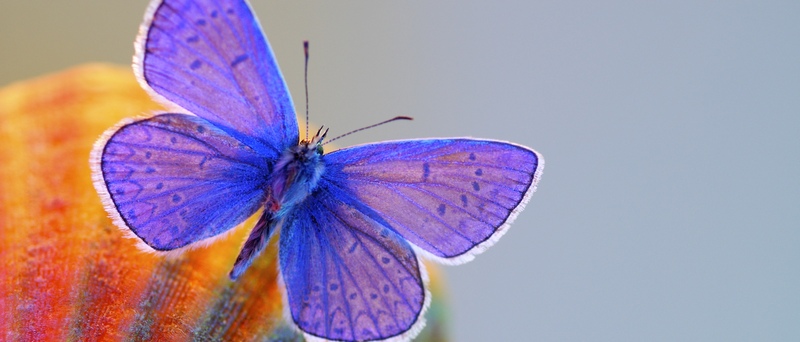 Все о бабочках в Владивостоке | ЗооТом портал о животных