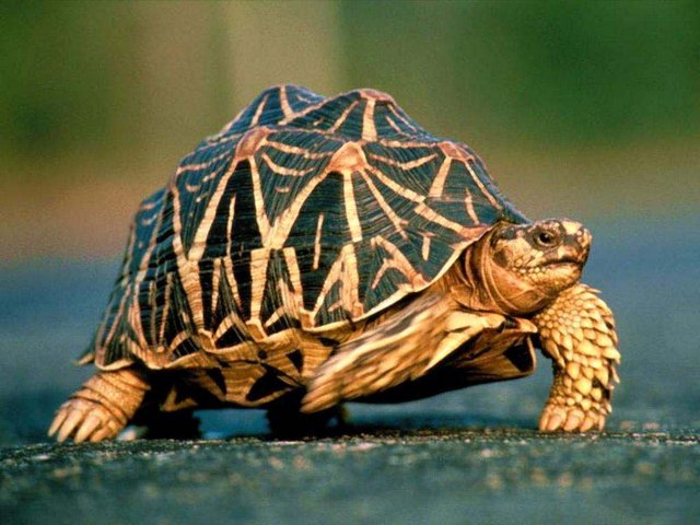 Все о черепахах в Владивостоке | ЗооТом портал о животных