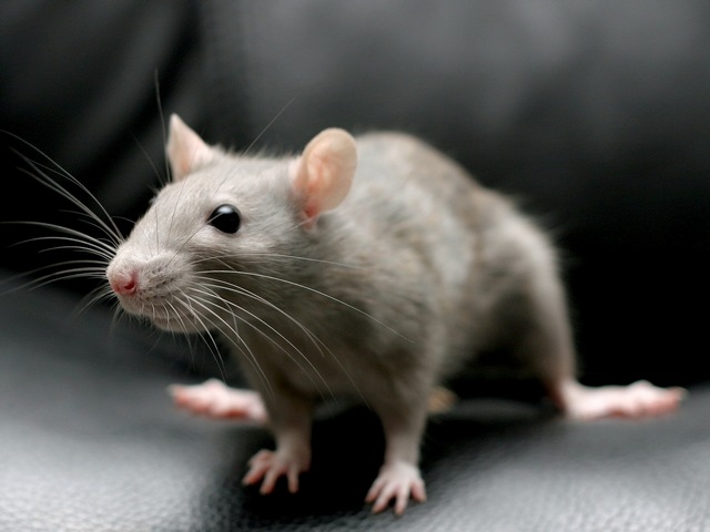 Все о крысах в Владивостоке | ЗооТом портал о животных