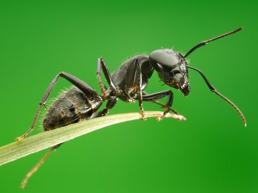 Все о муравьях в Владивостоке | ЗооТом портал о животных