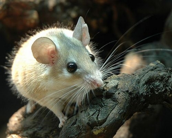 Все о мышах в Владивостоке | ЗооТом - продажа, вязка и услуги для животных в Владивостоке