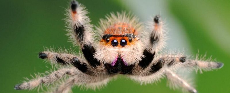 Все о пауках в Владивостоке | ЗооТом портал о животных