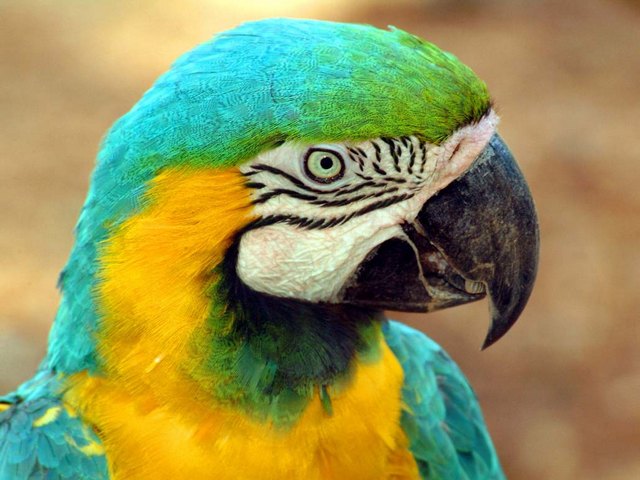 Все о попугаях в Владивостоке | ЗооТом портал о животных