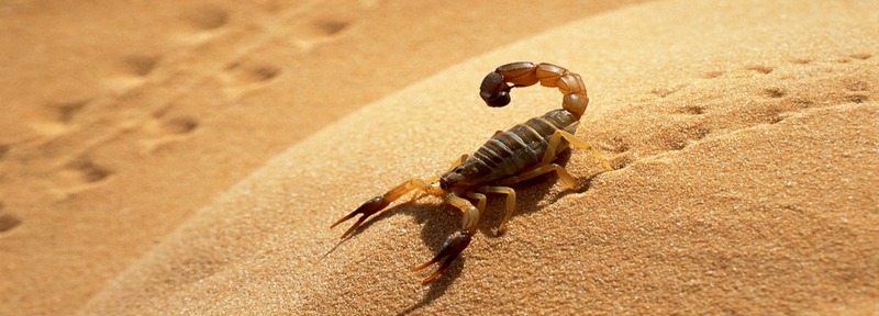 Все о скорпионах в Владивостоке | ЗооТом портал о животных