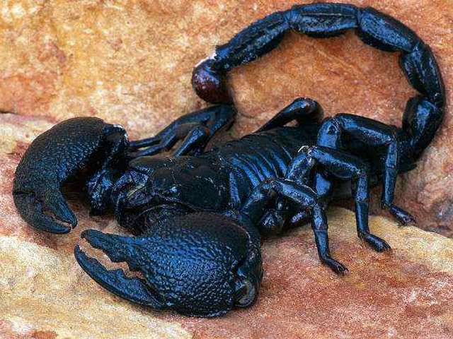 Все о скорпионах в Владивостоке | ЗооТом портал о животных