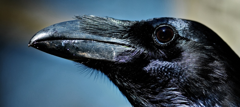 Все о воронах в Владивостоке | ЗооТом портал о животных