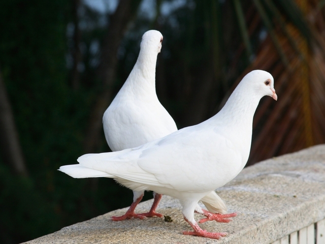 Все о голубях | ЗооТом - продажа, вязка и услуги для животных в Владивостоке