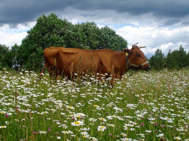Все о коровах в Владивостоке | ЗооТом портал о животных