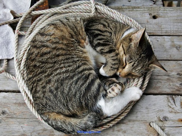Все о кошках в Владивостоке | ЗооТом портал о животных