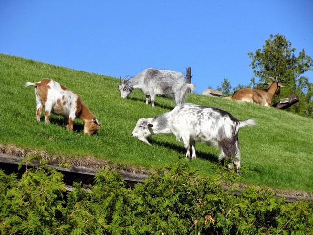 Все о козах в Владивостоке | ЗооТом портал о животных