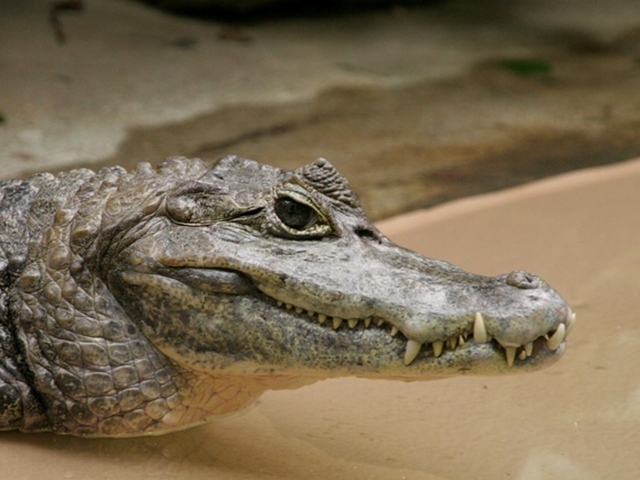 Все о крокодилах в Владивостоке | ЗооТом портал о животных
