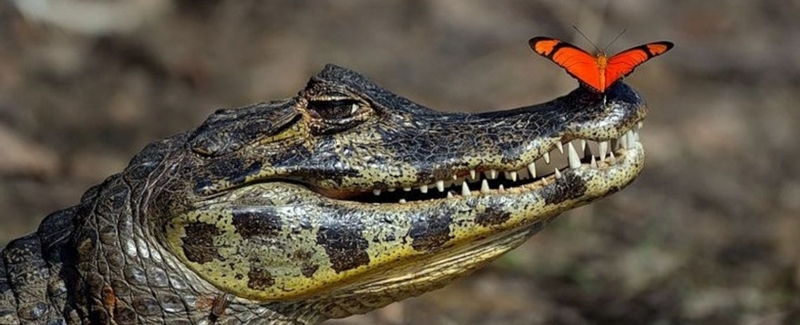 Все о крокодилах в Владивостоке | ЗооТом портал о животных