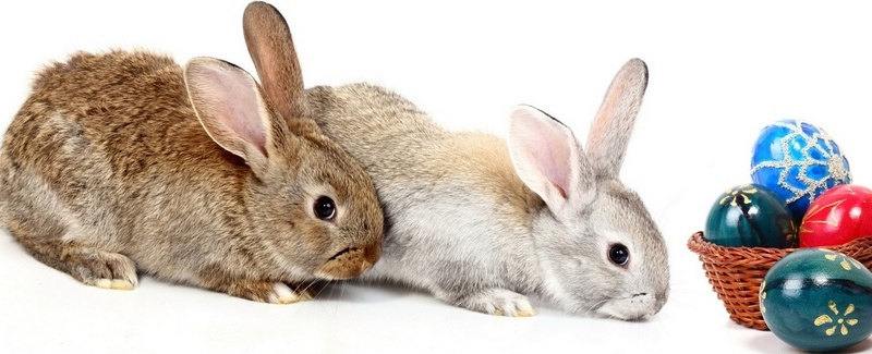 Все о кроликах в Владивостоке | ЗооТом портал о животных