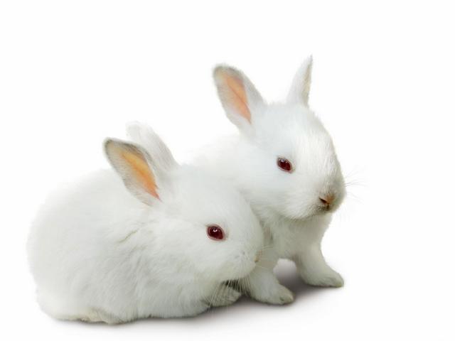 Все о кроликах в Владивостоке | ЗооТом портал о животных