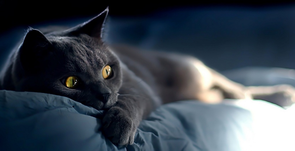 Объявления о кошках | ЗооТом - продажа, вязка и услуги для животных в Владивостоке