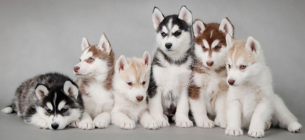 Объявления о собаках | ЗооТом - продажа, вязка и услуги для животных в Владивостоке