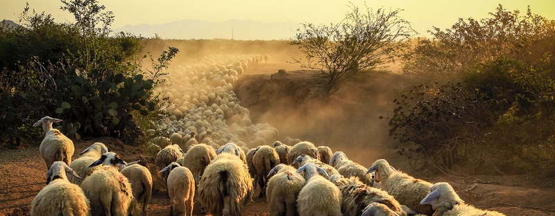 Все об овцах в Владивостоке | ЗооТом портал о животных