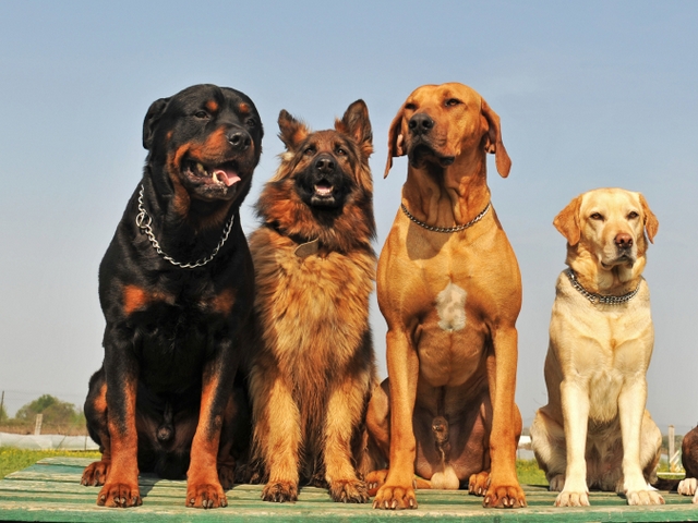 Крупные породы собак в Владивостоке | ЗооТом портал о животных