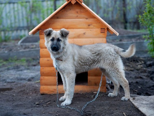 Все о собаках в Владивостоке