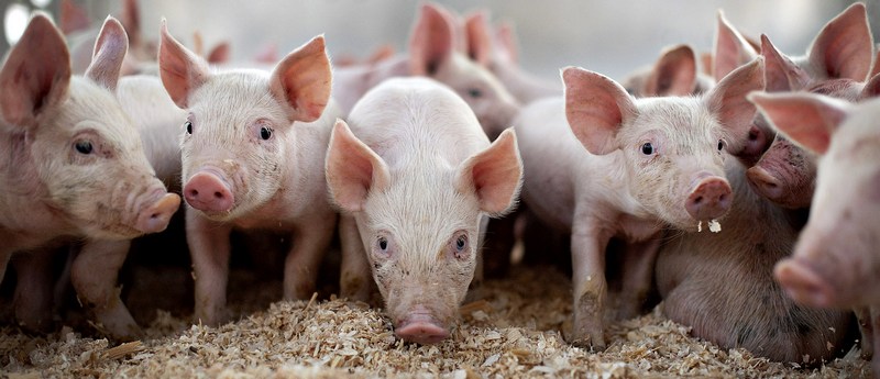 Все о свиньях в Владивостоке | ЗооТом портал о животных
