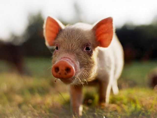 Все о свиньях в Владивостоке | ЗооТом портал о животных
